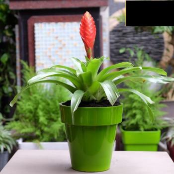  Plastic planter LTPL 2023